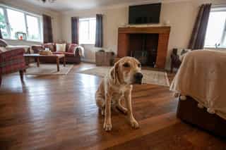 The friendly dogs at Castle View Lodge