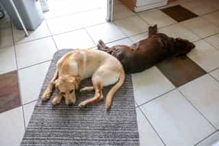 The friendly dogs at Castle View Lodge