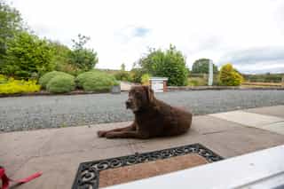 The friendly dogs at Castle View Lodge