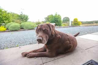 The friendly dogs at Castle View Lodge