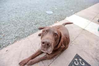 The friendly dogs at Castle View Lodge