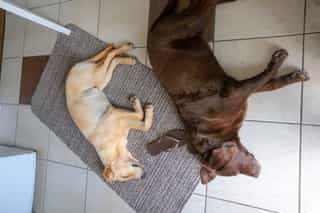 The friendly dogs at Castle View Lodge