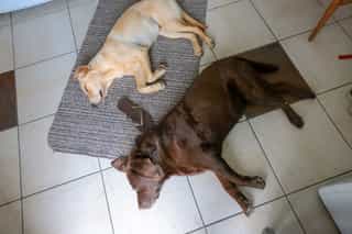 The friendly dogs at Castle View Lodge