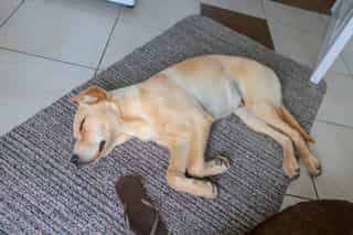 The friendly dogs at Castle View Lodge
