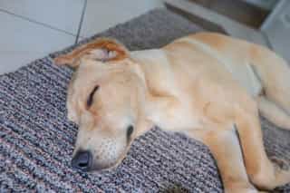 The friendly dogs at Castle View Lodge