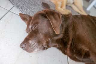 The friendly dogs at Castle View Lodge